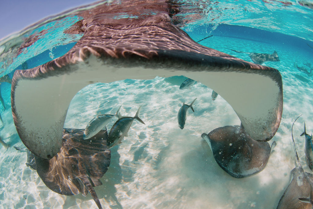 Stingray swimming at stingray city