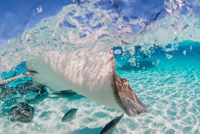 Stingray city Grand cayman Boat Charters Cayboss charters